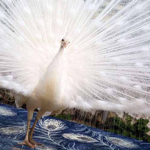 Ковер премиум класса Casanova 2060/B Италия